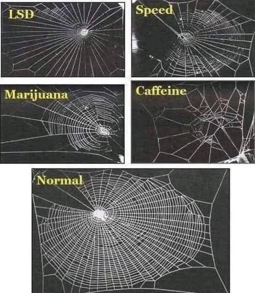 Don't be a Fear Monger - Spiders have Green blood - Coffee doesn't lead to Withdrawal.